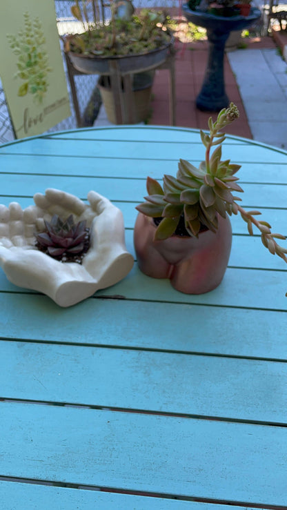 Concrete Hand Planter with succulent plant / Hand Statue