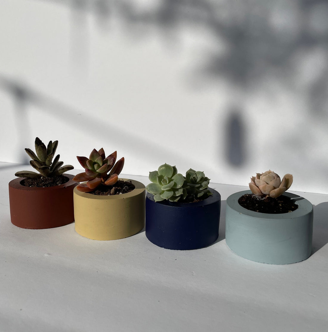 Round Concrete Planter With Succulent Minimalist Flower Pot With Plant Succulent Gift