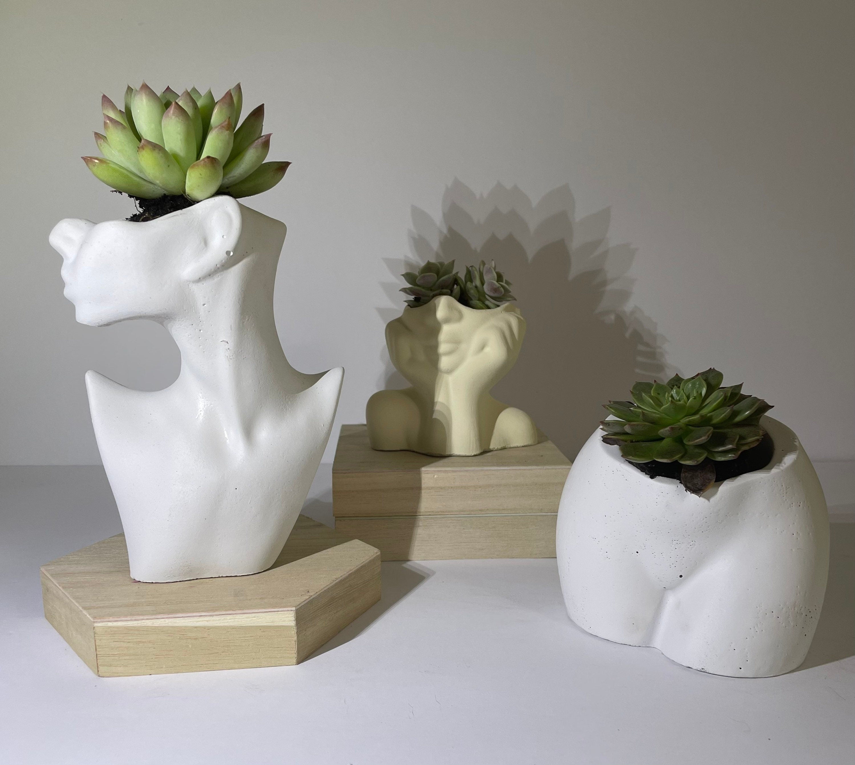 Abstract Vases with Succulent