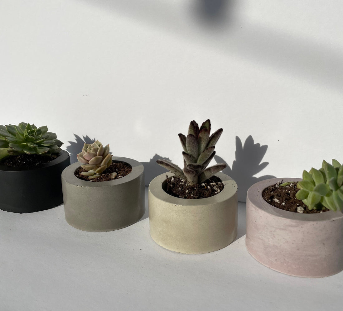 Round Concrete Planter With Succulent Minimalist Flower Pot With Plant Succulent Gift